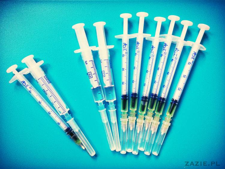 mopsy w Pruszkowie, Kumok i Miszur, mopsiki Zazie