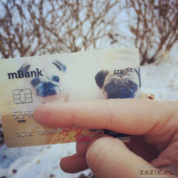 mopsy w Pruszkowie, Kumok i Miszur, mopsiki Zazie