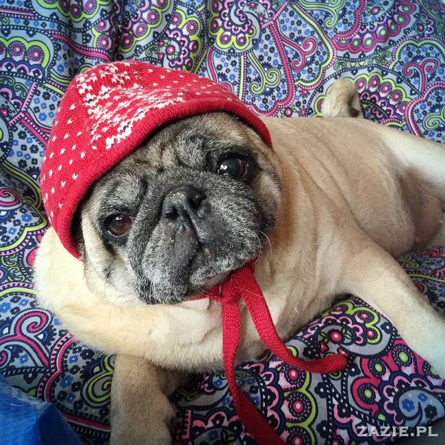 mopsy w Pruszkowie, Kumok i Miszur, mopsiki Zazie