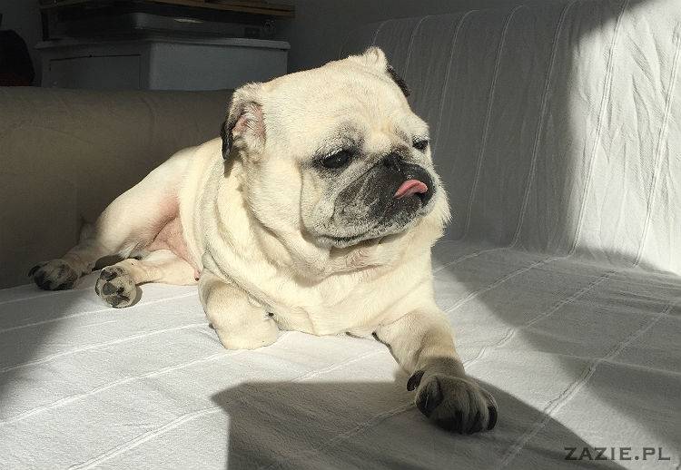 mopsy w Pruszkowie, Kumok i Miszur, mopsiki Zazie