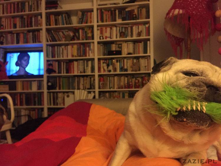 mopsy w Pruszkowie, Kumok i Miszur, mopsiki Zazie