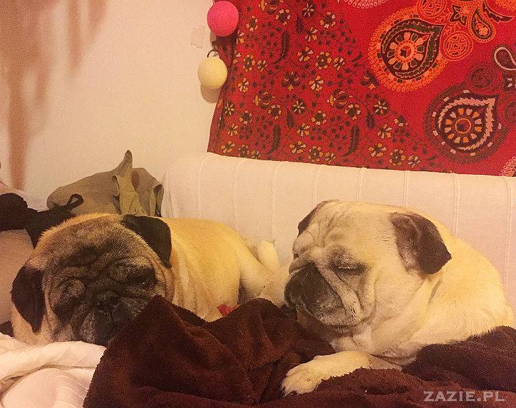 mopsy w Pruszkowie, Kumok i Miszur, mopsiki Zazie