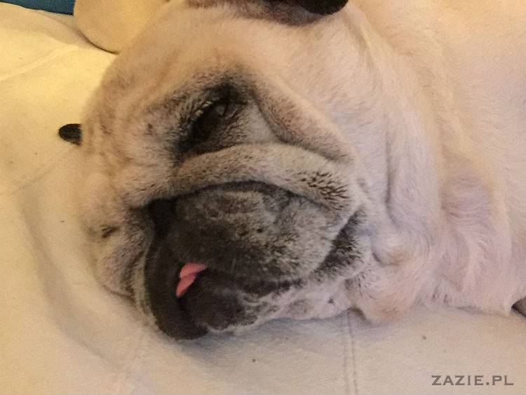 mopsy w Pruszkowie, Kumok i Miszur, mopsiki Zazie