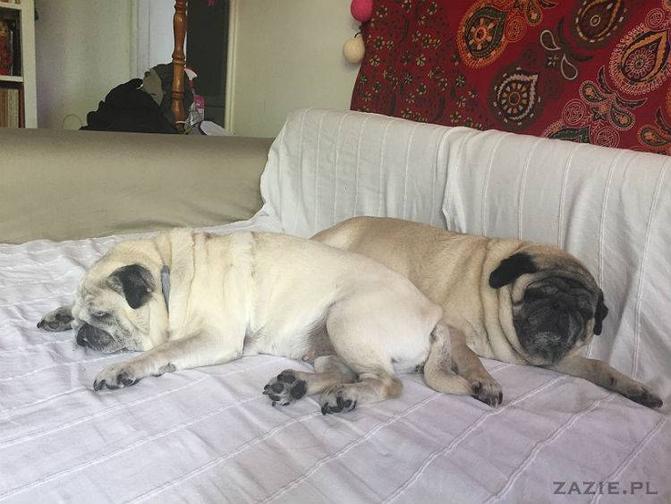 mopsy w Pruszkowie, Kumok i Miszur, mopsiki Zazie