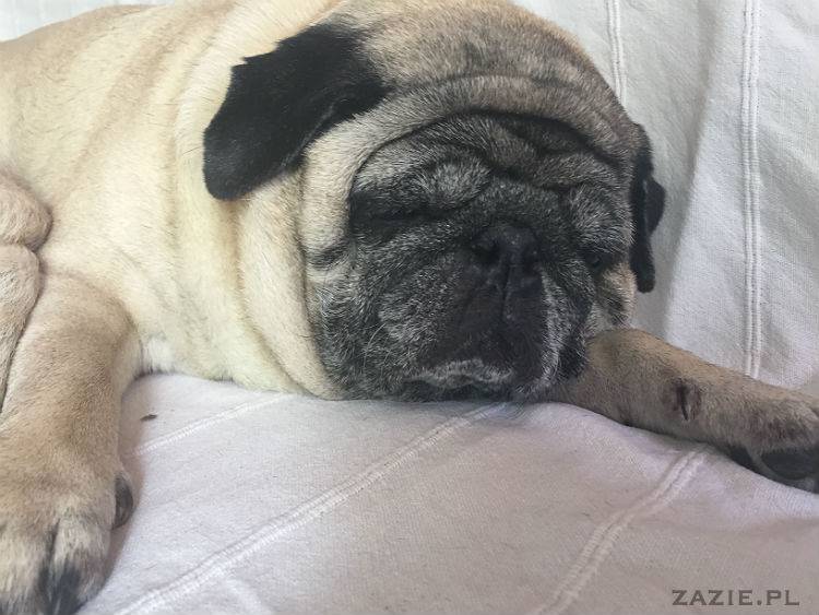 mopsy w Pruszkowie, Kumok i Miszur, mopsiki Zazie