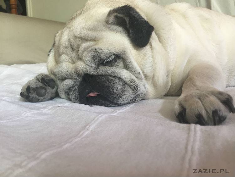 mopsy w Pruszkowie, Kumok i Miszur, mopsiki Zazie