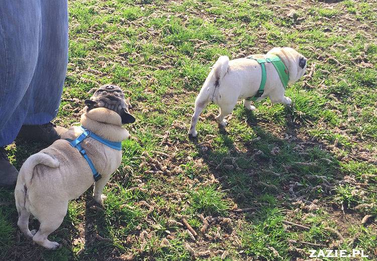 mopsy w Pruszkowie, Kumok i Miszur, mopsiki Zazie