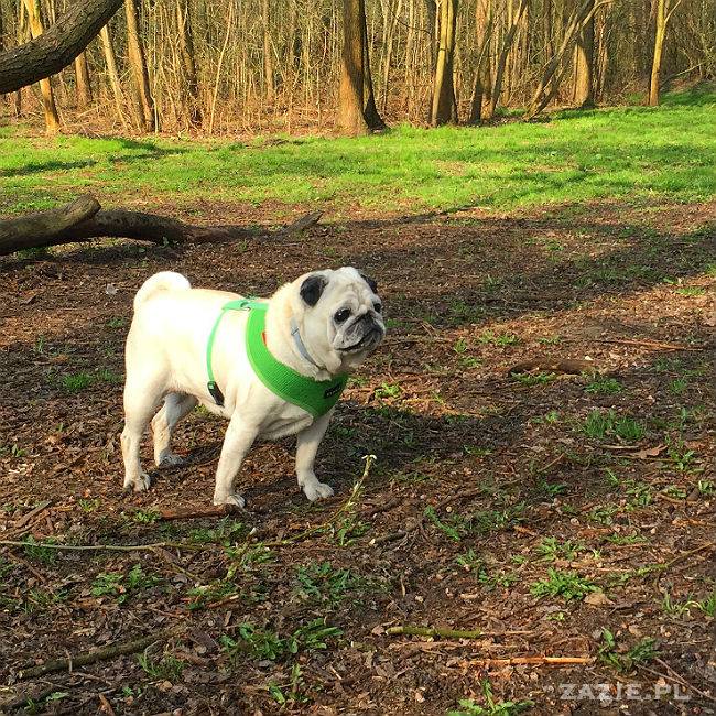 mopsy w Pruszkowie, Kumok i Miszur, mopsiki Zazie