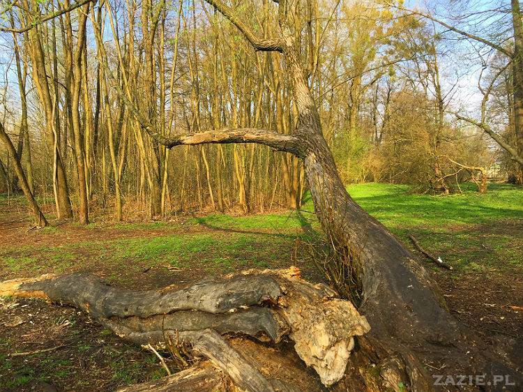 mopsy w Pruszkowie, Kumok i Miszur, mopsiki Zazie