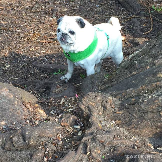 mopsy w Pruszkowie, Kumok i Miszur, mopsiki Zazie