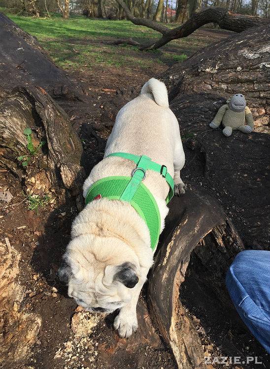 mopsy w Pruszkowie, Kumok i Miszur, mopsiki Zazie