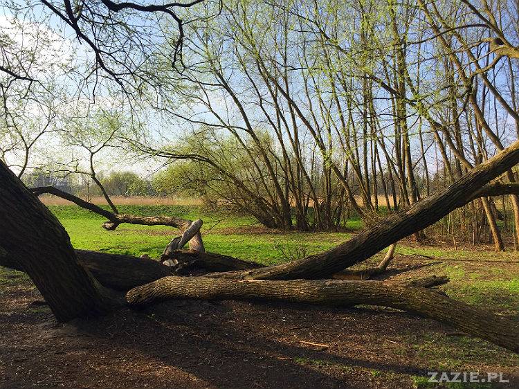 mopsy w Pruszkowie, Kumok i Miszur, mopsiki Zazie