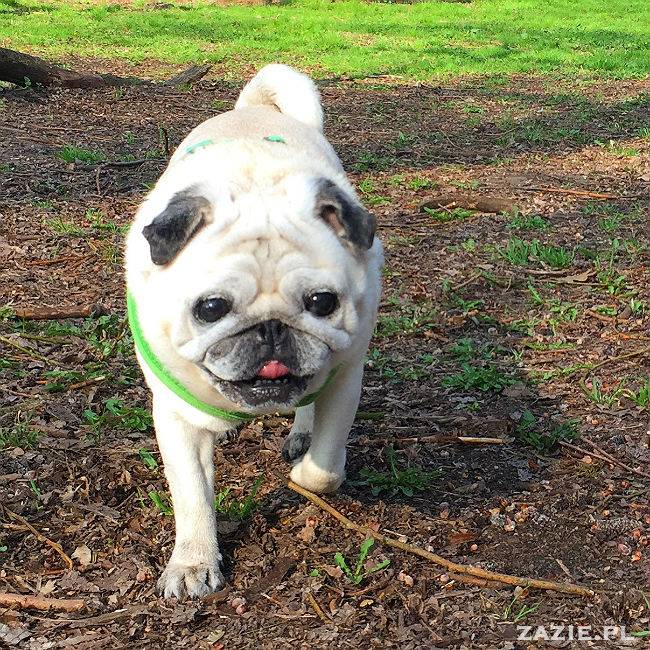 mopsy w Pruszkowie, Kumok i Miszur, mopsiki Zazie