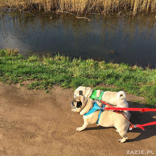 mopsy w Pruszkowie, Kumok i Miszur, mopsiki Zazie