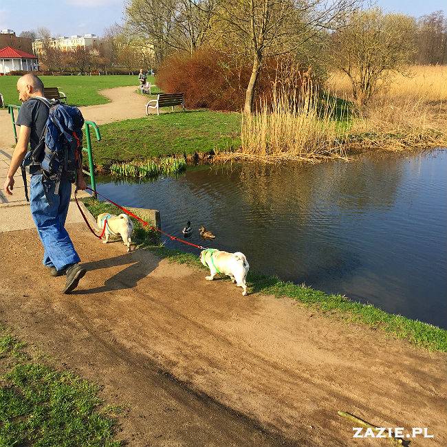 mopsy w Pruszkowie, Kumok i Miszur, mopsiki Zazie