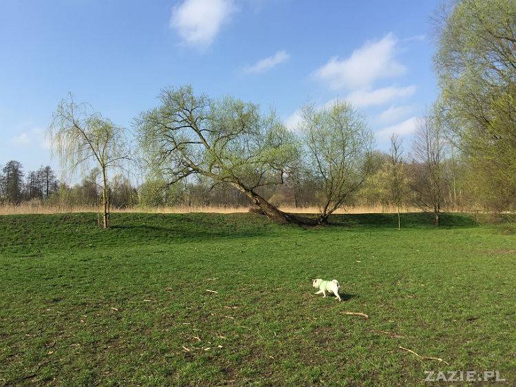 mopsy w Pruszkowie, Kumok i Miszur, mopsiki Zazie