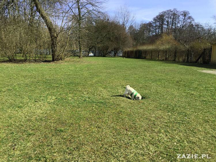 mopsy w Pruszkowie, Kumok i Miszur, mopsiki Zazie