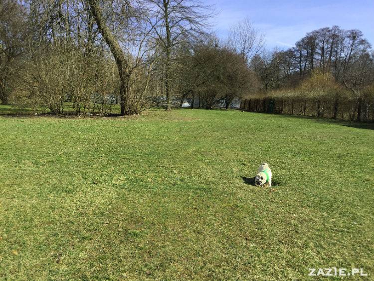 mopsy w Pruszkowie, Kumok i Miszur, mopsiki Zazie