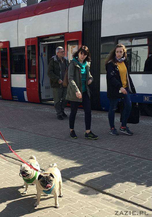 mopsy w Pruszkowie, Kumok i Miszur, mopsiki Zazie