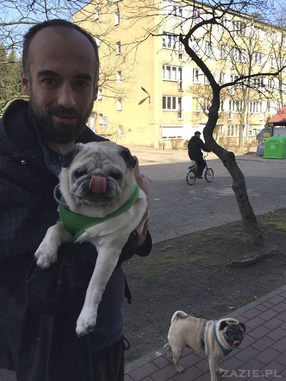 mopsy w Pruszkowie, Kumok i Miszur, mopsiki Zazie