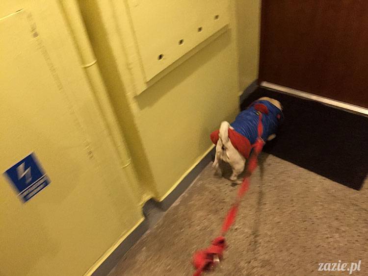 luty marzec Pruszków mieszkanie Zazie Kumok Miszur mopsy
