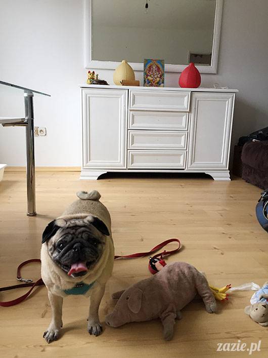 luty marzec Pruszków mieszkanie Zazie Kumok Miszur mopsy