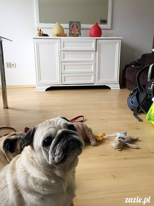luty marzec Pruszków mieszkanie Zazie Kumok Miszur mopsy