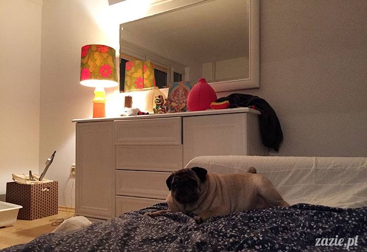 luty marzec Pruszków mieszkanie Zazie Kumok Miszur mopsy