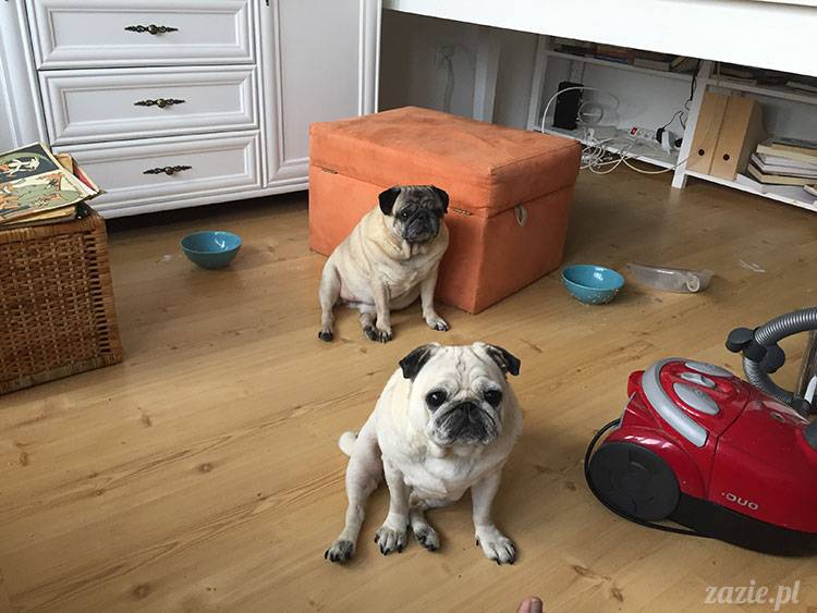luty marzec Pruszków mieszkanie Zazie Kumok Miszur mopsy