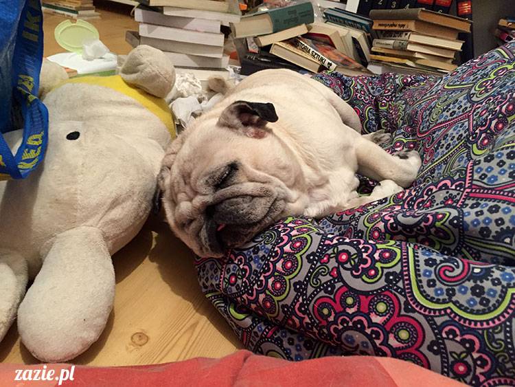 luty marzec Pruszków mieszkanie Zazie Kumok Miszur mopsy