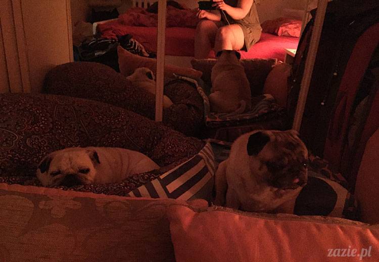 luty marzec Pruszków mieszkanie Zazie Kumok Miszur mopsy