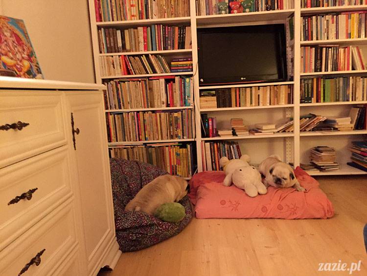 luty marzec Pruszków mieszkanie Zazie Kumok Miszur mopsy
