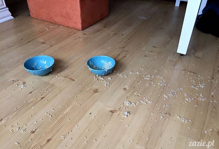 luty marzec Pruszków mieszkanie Zazie Kumok Miszur mopsy