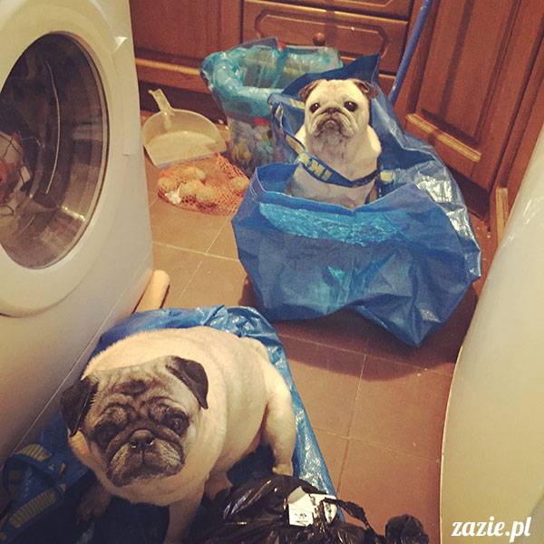 luty marzec Pruszków mieszkanie Zazie Kumok Miszur mopsy