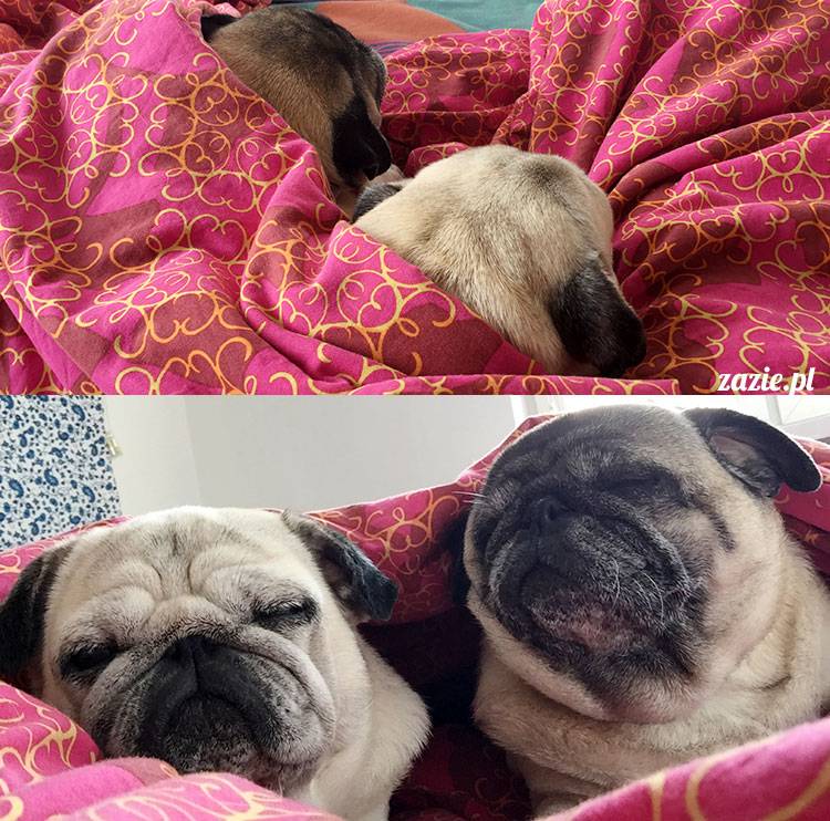 mopsy mopsiki Zazie Kumok Miszur