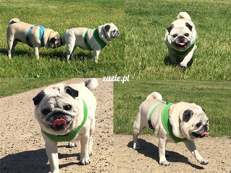 mopsy mopsiki Zazie Kumok Miszur