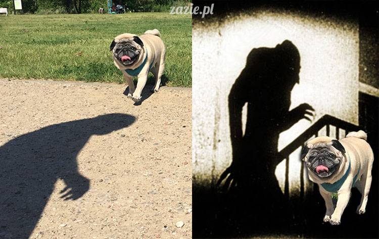 mopsy mopsiki Zazie Kumok Miszur