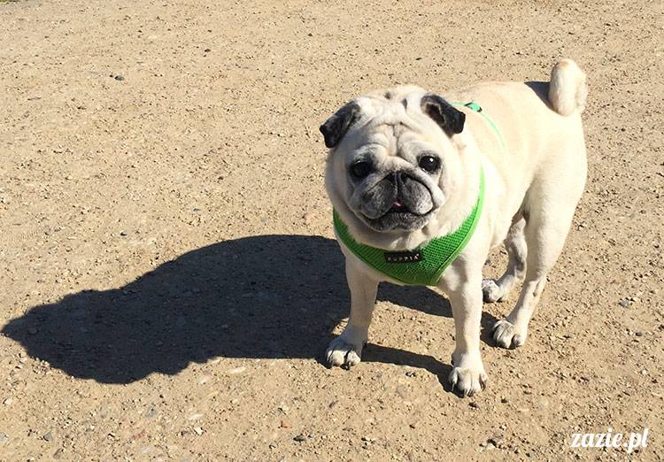 mopsy mopsiki Zazie Kumok Miszur