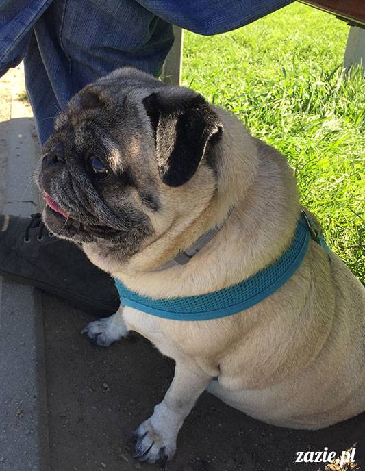 mopsy mopsiki Zazie Kumok Miszur