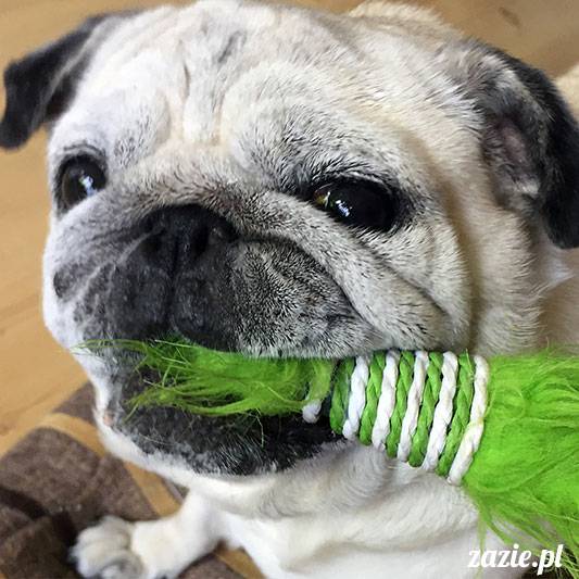 mopsy mopsiki Zazie Kumok Miszur