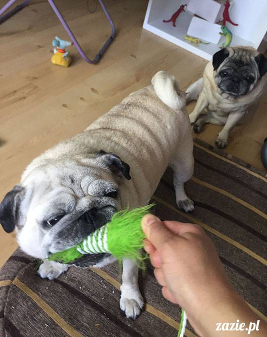 mopsy mopsiki Zazie Kumok Miszur