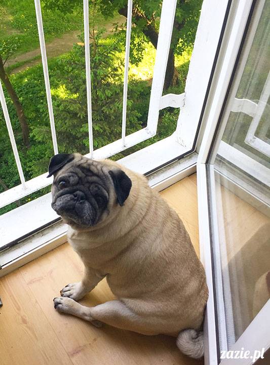 mopsy mopsiki Zazie Kumok Miszur