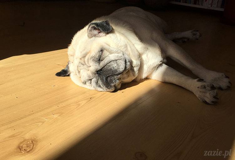 mopsy mopsiki Zazie Kumok Miszur