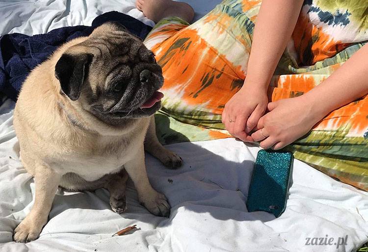 mopsy mopsiki Zazie Kumok Miszur