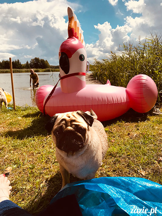 mopsy mopsiki Zazie Kumok Miszur