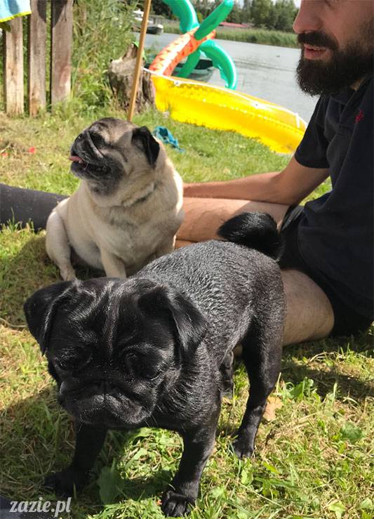 mopsy mopsiki Zazie Kumok Miszur