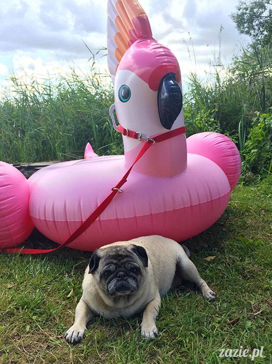 mopsy mopsiki Zazie Kumok Miszur