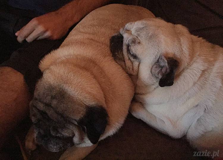 mopsy mopsiki Zazie Kumok Miszur