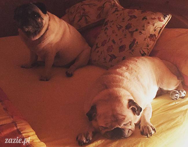 mopsy mopsiki Zazie Kumok Miszur