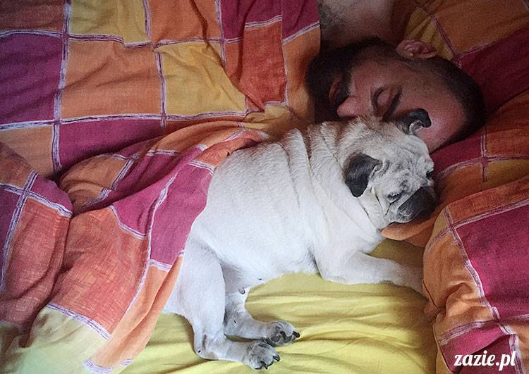 mopsy mopsiki Zazie Kumok Miszur